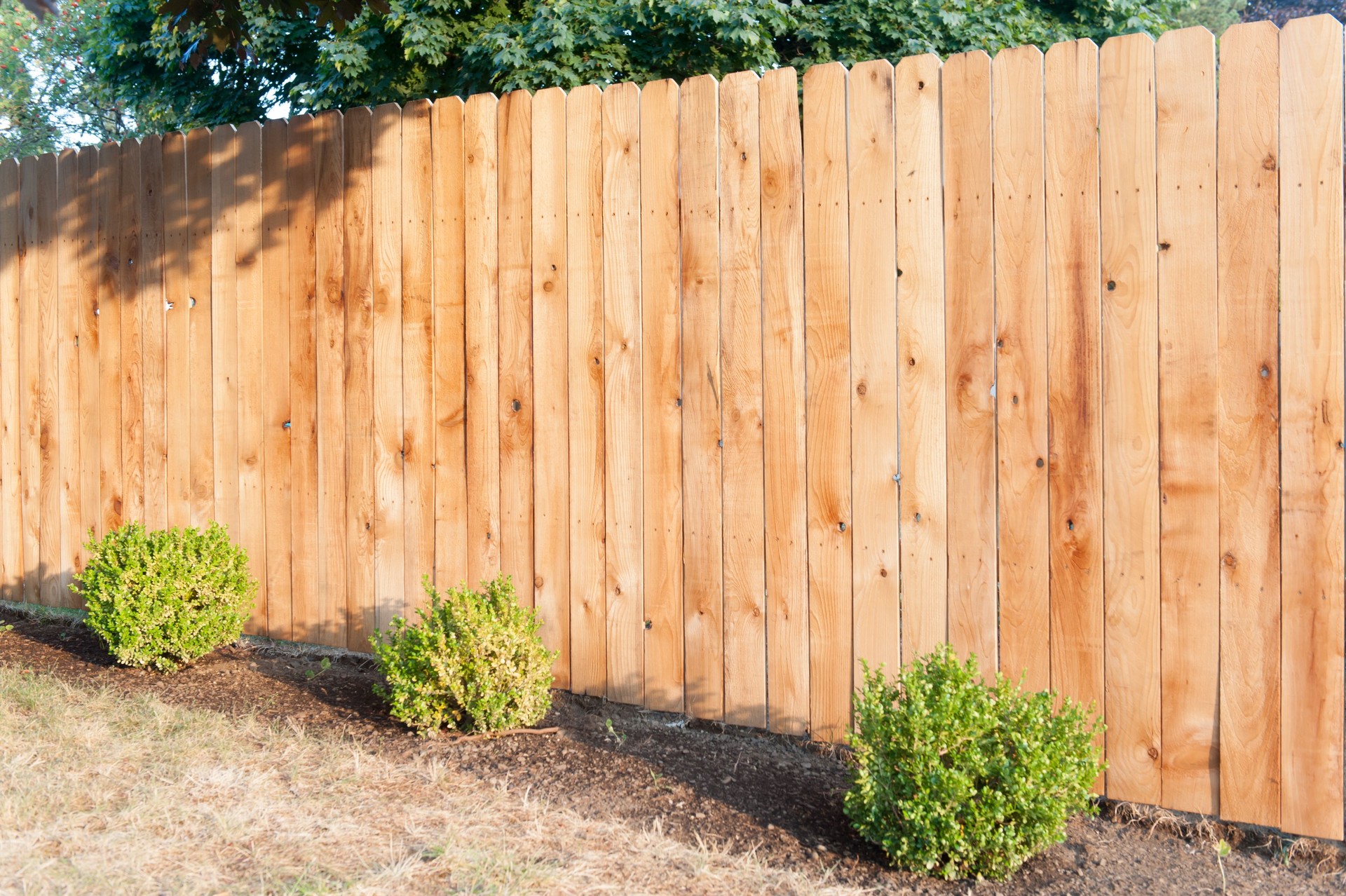 cedar fence